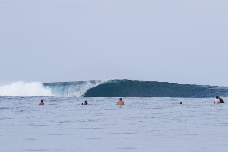 Kingfisher Mentawai