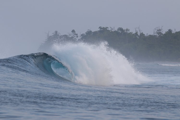 Kingfisher Mentawai